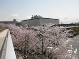 新潟地震記念の県民会館