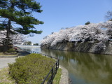新発田城の桜2