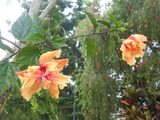 雨上がりのハイビスカス