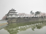 新発田城の桜3