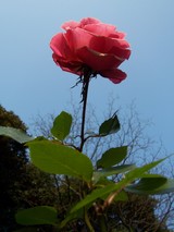cf355997.jpg
