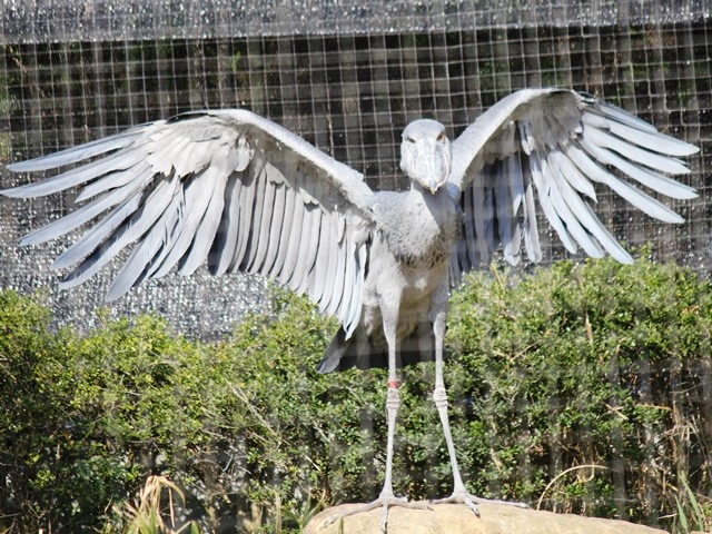 ま・まさか飛ぶのか?