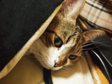 20121223tonchan