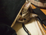 20121223tonchan2