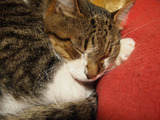 20121217ton-chan1