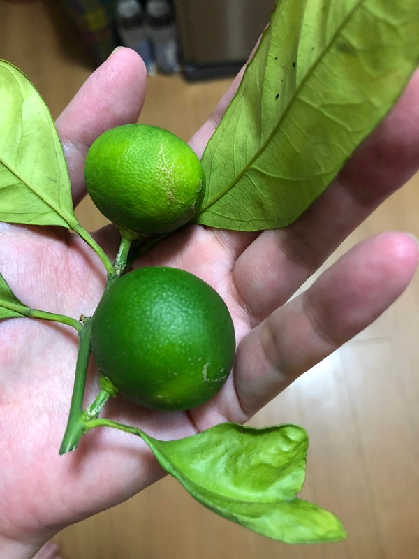 摘果