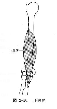 上腕筋