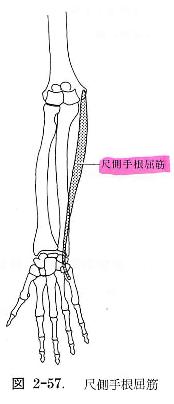 尺側手根屈筋