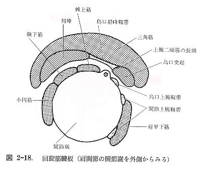回旋筋