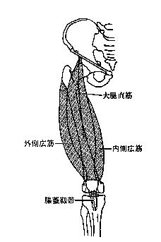 大腿直筋