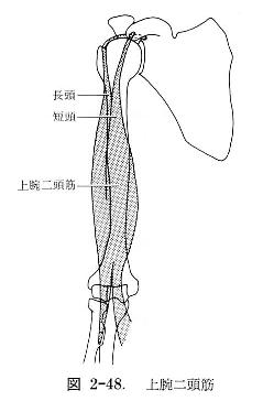 上腕二頭筋