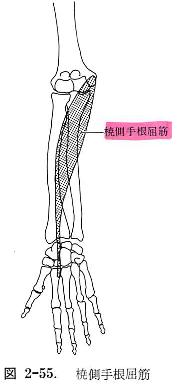 橈側手根屈筋