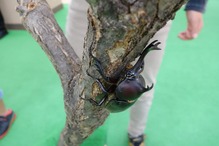 昆虫展5