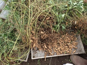 落花生18年収穫