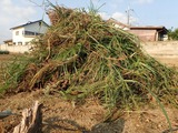 群馬の草取り