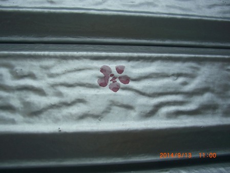 CIMG5274