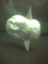 マンボウ