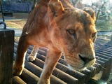 lion