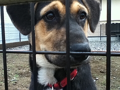 写真dogF