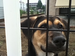 写真犬A