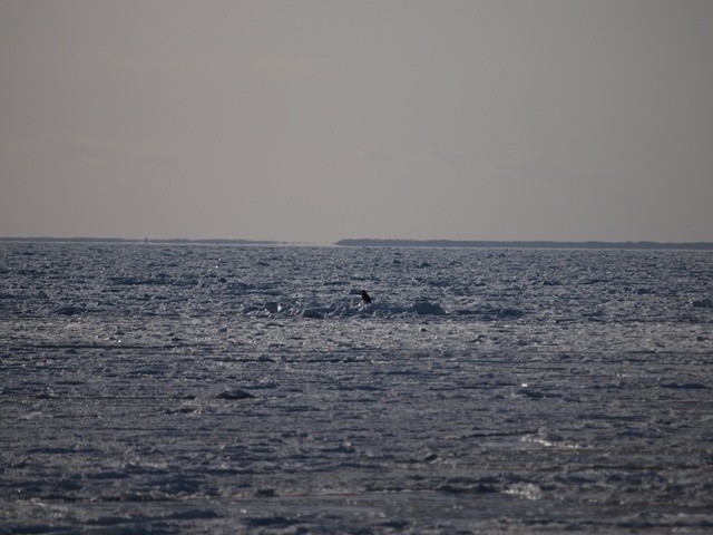 P2131459