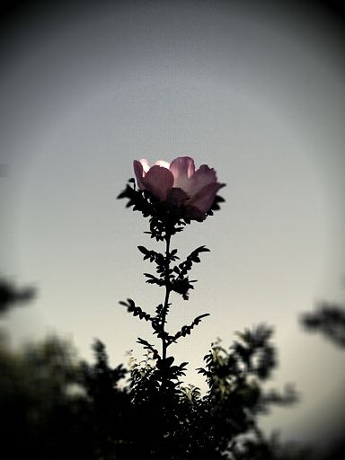 lento_20110508165309