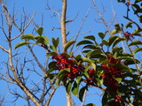 DSC00495