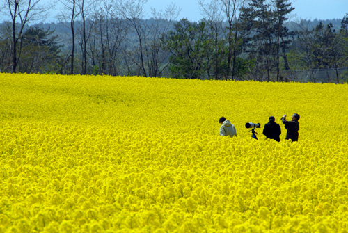 菜の花