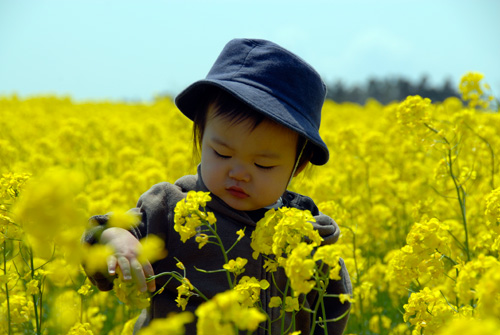 菜の花