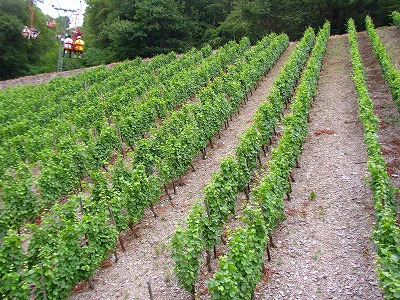 4a52ac97.jpg