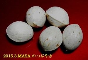 ぎんなん-4