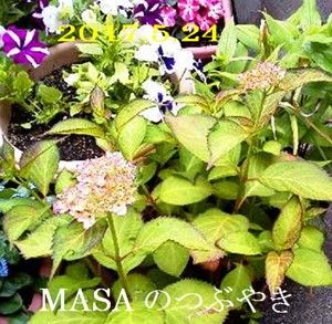 爪紅状のアジサイ
