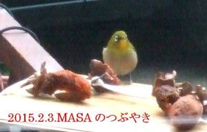 メジロ-1A