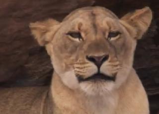 pict-BBC-Lion-1