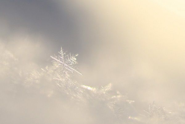 雪華