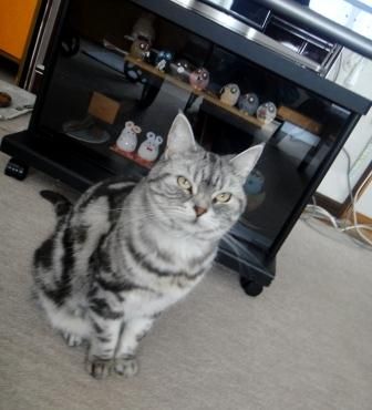 mimi