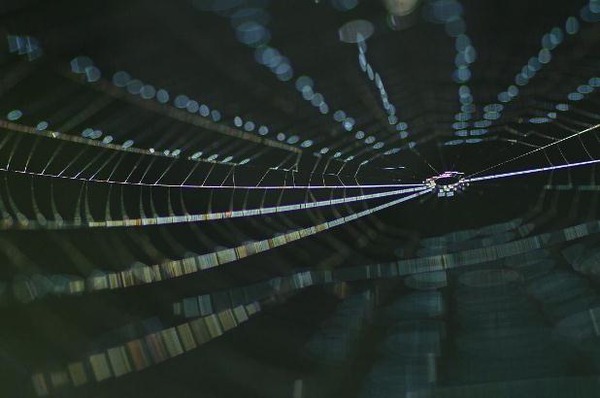 Web