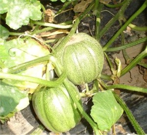 a094b031.jpg
