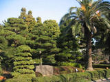 都道府県の木