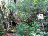 七本杉