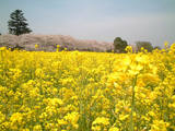埼玉県幸手市の権現堂桜堤3