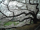 千鳥ヶ淵2