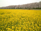 埼玉県幸手市の権現堂桜堤2