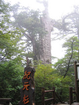 紀元杉1
