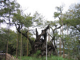山梨県 山高神代桜1