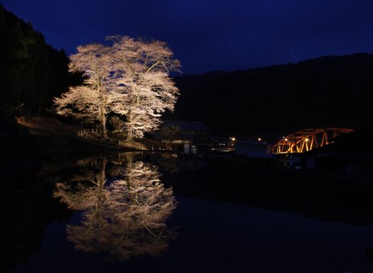 苗代桜