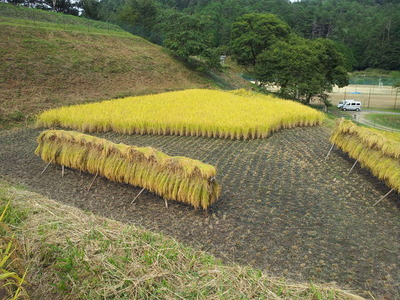 はざ掛けの田んぼ