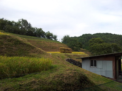 はざ掛け2