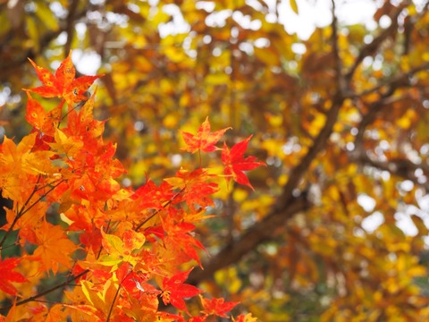 2014-11-18-12-30-36