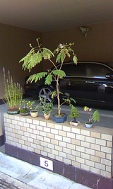 06818277.jpg